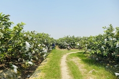 Phát triển cây ổi lê trên vùng đất Quý Hương