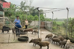 Bảo tồn vật nuôi bản địa: Cần nhiều giải pháp