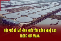 Đột phá từ mô hình nuôi tôm công nghệ cao trong nhà màng