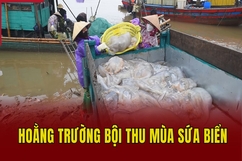 Hoằng Trường bội thu mùa sứa biển