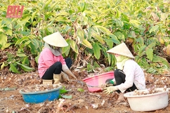 Hiệu quả kinh tế từ trồng cây dong riềng