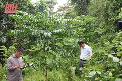 Triển khai các giải pháp phát triển bền vững rừng lim xanh