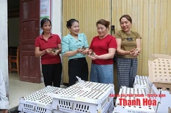 Phát triển kinh tế gia đình hiệu quả từ mô hình tổ hợp tác