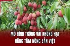Mô hình trồng vải không hạt nâng tầm nông sản Việt