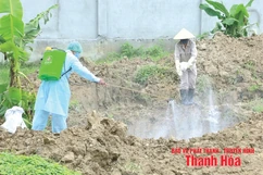 Quyết liệt khống chế dịch tả lợn châu Phi