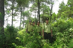 Huyện Thường Xuân xử lý 32 vụ vi phạm trong lĩnh vực bảo vệ rừng