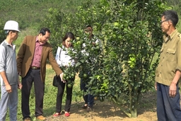 Thanh niên tham gia phát triển các mô hình kinh tế, giảm nghèo bền vững
