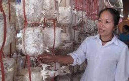 Triển khai nhiều đề tài khoa học hiệu quả