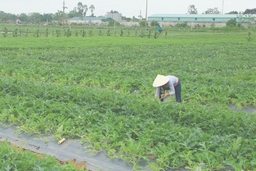 Hiệu quả bước đầu về xây dựng cánh đồng mẫu lớn tại huyện Nga Sơn