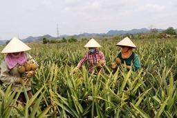 Mùa dứa chín