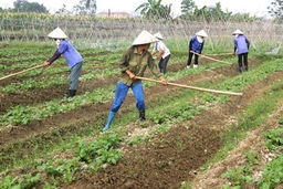 Huyện Tĩnh Gia: Tích tụ 390 ha đất sản xuất nông nghiệp