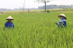 Toàn tỉnh phát triển được 59.318 ha lúa năng suất cao