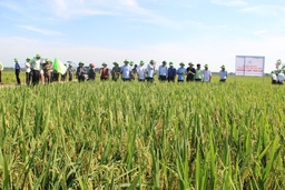 Đánh giá hiệu quả liên kết sản xuất, bao tiêu sản phẩm lúa giống TBR 225