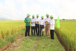 Hơn 100 ha lúa của huyện Nông Cống được bao tiêu sản phẩm