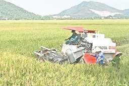Nông dân các địa phương tập trung thu hoạch lúa chiêm xuân