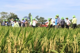 Huyện Thọ Xuân phát triển 636 ha liên kết sản xuất giống cây trồng