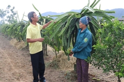 Huyện Hà Trung chuyển đổi được 167,2 ha đất lúa kém hiệu quả