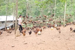 Xã Vĩnh Long phát triển mô hình chăn nuôi gà an toàn