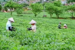 Xuất khẩu chè giảm cả về lượng và kim ngạch