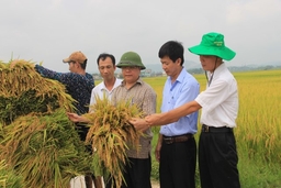 Toàn tỉnh có 28.304 ha lúa được gieo trồng bằng các giống chất lượng cao