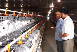 Khó khăn trong phát triển chăn nuôi trang trại