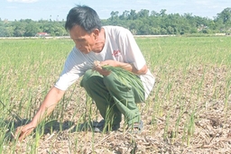 Toàn tỉnh có 1.924,4 ha lúa thu mùa bị khô hạn