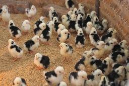 Nhiều khó khăn trong phát triển chăn nuôi ở khu vực miền núi