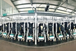 Sản phẩm sữa A2 lần đầu tiên được sản xuất tại Việt Nam