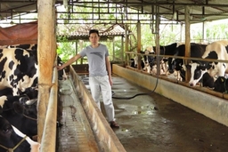 Người nông dân phát triển kinh tế từ bò sữa