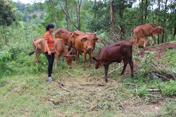 Công tác giảm nghèo ở huyện Như Thanh