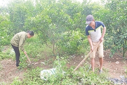 Những vấn đề cần quan tâm trong phát triển cây ăn quả