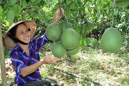 Huyện Thọ Xuân: 1.180 ha trồng cây ăn quả cho thu nhập hơn 500 triệu đồng/ha