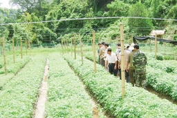 Triển khai nhiều giải pháp, phấn đấu đến năm 2020 đạt  29.982 ha luồng thâm canh