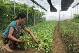 Huyện Nga Sơn chuyển đổi hơn 204 ha đất chuyên lúa sang đất lúa - màu, chuyên màu và phát triển trang trại