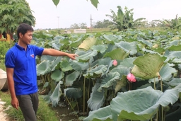 Cho đồng hoang bát ngát hương sen