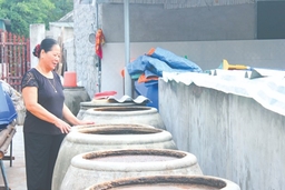Nước mắm Ba Làng: “Mĩ vị” dân gian