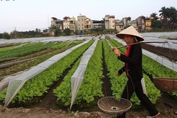 Nông dân được tăng mức vay khi không có tài sản bảo đảm