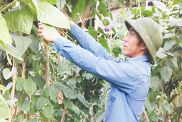 Thoát nghèo từ mô hình rau sạch