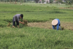 Hiệu quả kinh tế trong việc thực hiện chuyển đổi sản xuất ở vùng đất trũng thấp