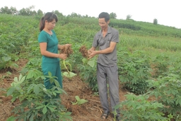 Xen canh cây trồng trên đất dốc - hướng phát triển kinh tế bền vững