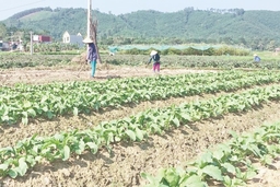 Huyện Như Thanh: Trên 16.000 hộ dân tham gia trồng rau an toàn