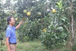 Hiệu quả giảm nghèo từ các mô hình sản xuất do thanh niên làm chủ