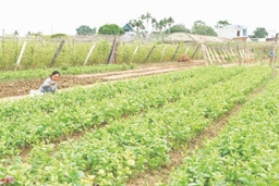 Huyện Hoằng Hóa: 1.237 cơ sở cam kết sản xuất thực phẩm an toàn