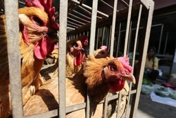 Hàn Quốc phát hiện virus cúm gia cầm H5(Al) từ chim hoang dã