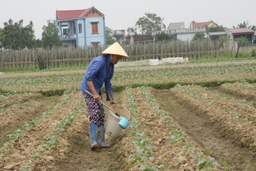 500 ha cây trồng vụ đông của huyện Hậu Lộc được liên kết bao tiêu sản phẩm