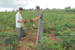 Nâng cao chất lượng công tác tuyên truyền miệng ở huyện Thường Xuân