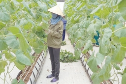 Hỗ trợ nhân rộng nhiều mô hình sản xuất nông nghiệp công nghệ cao hiệu quả