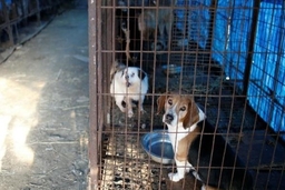 Hàn Quốc tiến hành phá bỏ cơ sở giết mổ chó lớn nhất đất nước
