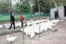 Chị Vũ Thị Dân khởi nghiệp từ chăn nuôi