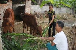 Giải pháp phát triển chăn nuôi bò thịt